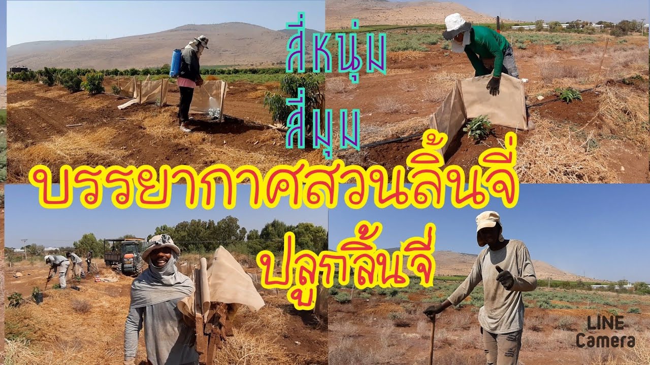 #ปลูกลิ้นจิ่ใหม่#ใส่ผ้ากันลม#พ่นสีกันร้อน#แรงงานไทยในอิสราเอล#นักศึกษาวันด้า