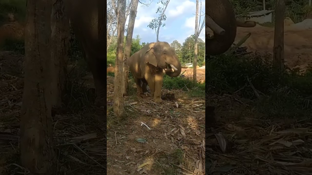 Thai Elephant and Mahout: Morning Routine 🐘👣 