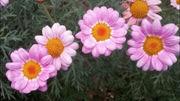 Sourate Al Mulk by Ahmed Nufays أحمد النفيس سورة الملك