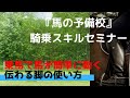 馬に伝わりやすい脚きゃくの使い方 ～乗馬での脚による扶助が与えるメリット・デメリットとは～