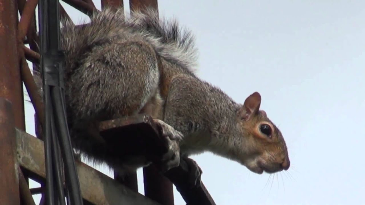 Why do squirrels scream?