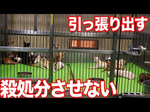 殺処分させない! 今日も飼育放棄・野犬の保護犬を引き取りました【ピースワンコ】