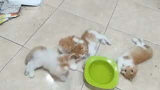 Kucing Kecil Lucu asyik main Bersama..|| Cute little cats have fun playing together..||Kucing Lucu.. by kucing meaung 310 views 2 months ago 4 minutes, 27 seconds