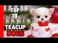 Top 10 Teacup Dogs(Cute Dogs) - Best Small Dogs