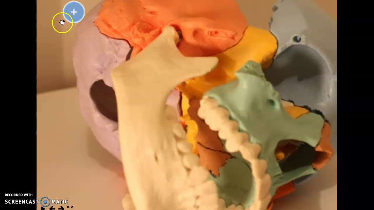 Facial bones YouTube
