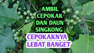SEBELUM PINDAH KERJA PUCUK DAUN SINGKONG DAN CEPOKAK DI PETIKIN SECUKUPNYA 
