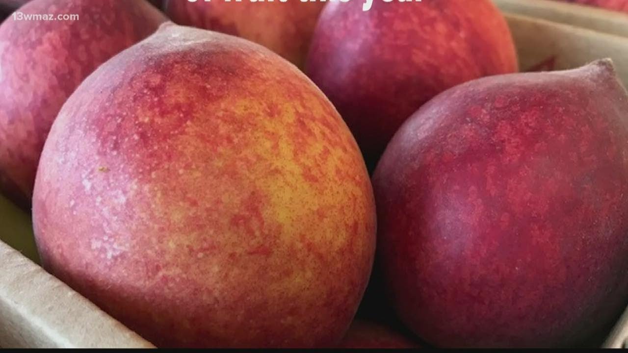 Musella, orchard opens peach shed as season begins YouTube