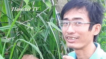 Cây dứa gai - vị thuốc tự nhiên | Hamster TV #short