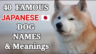 The 25 Japanese Names For Female Dogs 2022: Things To Know