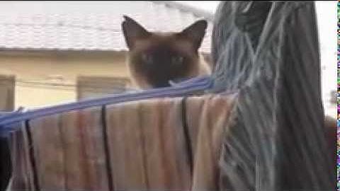 Cat Jump Fail (Sail - AWOLNATION)