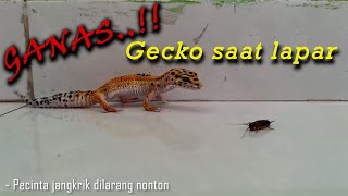 Ganas..!! Gecko saat lapar