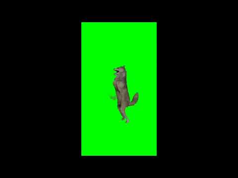 Ijbiñij Pantalla Verde, Lobo Bailando Meme, Greenscreen Wolf Dance