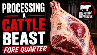 Processing a cattle beast fore quarter