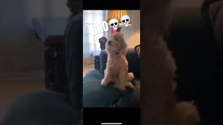 Bruh what the dog doing?? celebrity basketball nba rap nbaplayer hiphopsong funnyshorts