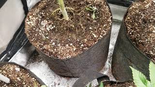 Mars Hydro TSW2000 Grow Journal  #SouthBayGenetics