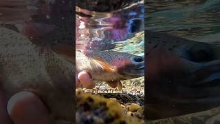 Native Rainbow Trout Thrive in These Pristine Mountain Waters #river #mountain #fishing