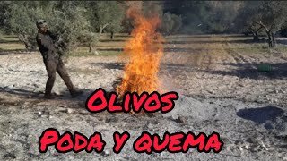 Que hago con los restos de poda de mis olivos ?