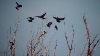 Сороки и галки. Замечательное утро. Magpies and jackdaws. Wonderful morning.