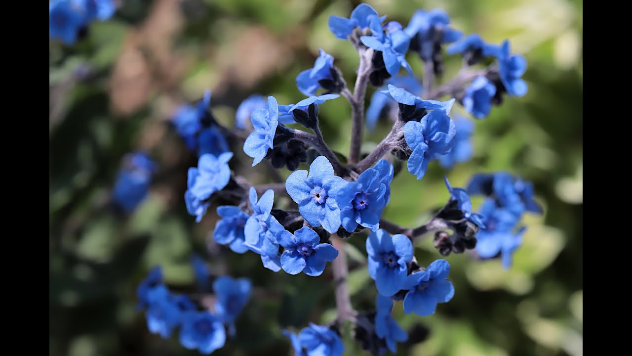 千鳥草の育て方 Youtube