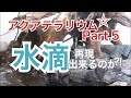 日本のアクアテラリウム水槽立上げ Part.5