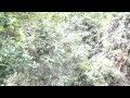 Canopy walk near poring hot spring1mov