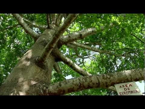 Video: Ceiba (árbol): foto, descripción, donde crece