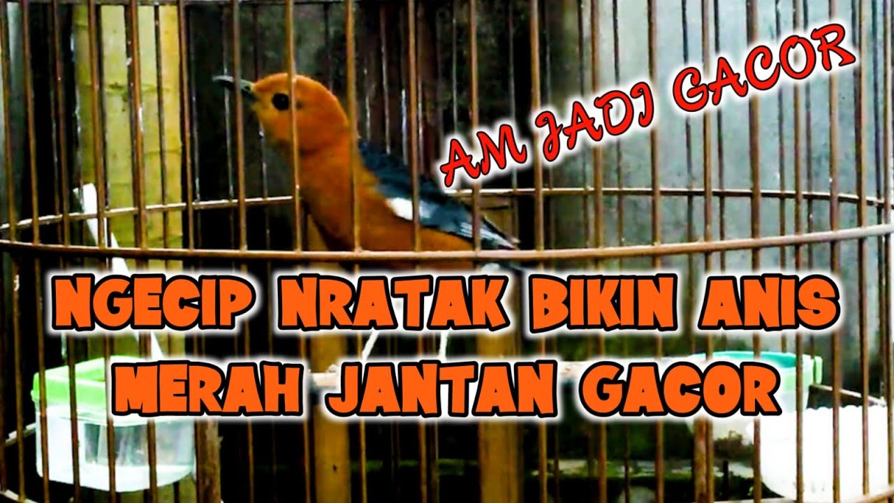 SUARA CIP NRATAK ANIS MERAH, PANCINGAN ANIS MERAH BIAR BUNYI