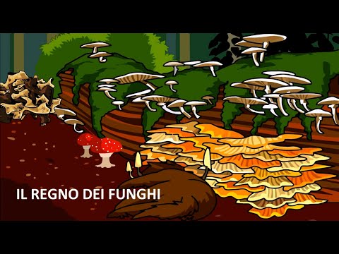 Video: Il penicillium e altri funghi sono fotosintetici?