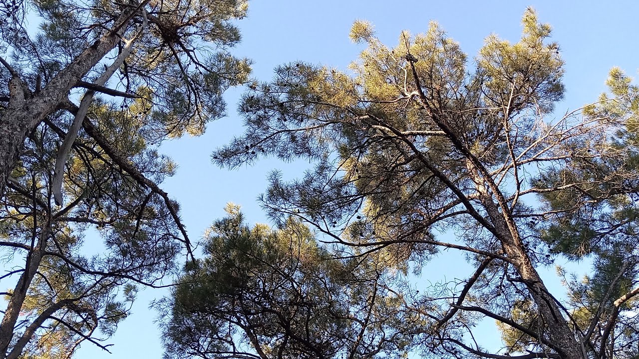 Çınartepe Ormanı - Vlog 2