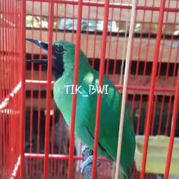 Cucak ijo asli alas purwo banyuwangi jamtrok bongkar isian kapas tembak mewah