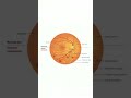 diabeticretinopathy#diabetes#mellitus#glycemic#control#blood#sugar#progressivediabeticretinopathy