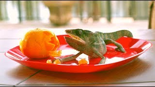 L2 Productions Presents "Lunch Guest" TV Commercial for Right Choice Realty