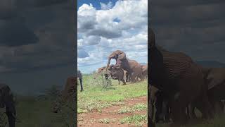Bull Elephant Mates with Female in the Wild