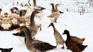 Ducks & Geese Don't Fly South for Winter