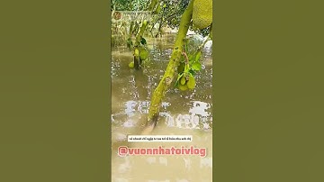 vườn mít miền tây bị ngập nước không cứu nổi #shorts #garden