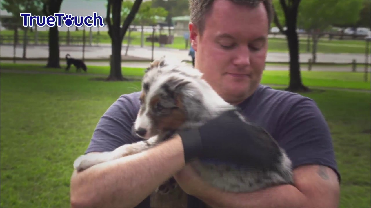 jml dog grooming glove