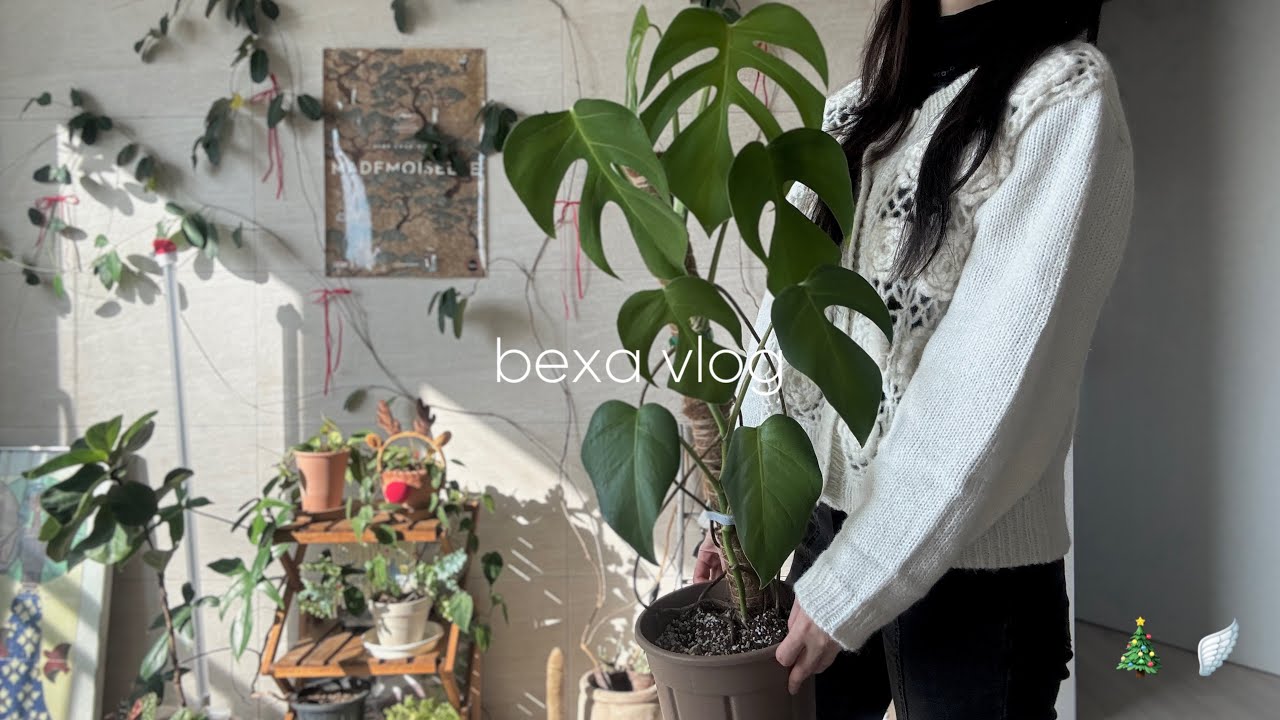 위시 식물 청산🎉 몬스테라 시에라나 | 여행 전 식물 번식하는 식집사 브이로그