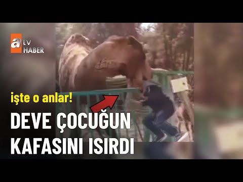 Hayvanat bahçesinde korkunç anlar! - atv Haber 25 Nisan 2023