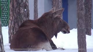 Заречный. Центральный парк &quot;Заречье&quot;. 09.02.2020. Лоси на снегу / Moose in snow in Park &quot;Zarechye&quot;