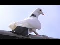 Голуби + Ястреб Тетеревятник + Сокол Сапсан. Pigeons + Goshawk + Falcon Peregrine.