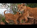 Paradise Lion Pride Den | Maasai Mara Safari | Zebra Plains