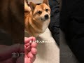ヒゲ抜かれてキレるポメ柴