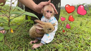 So cute ! Monkey NANA and her father take care of rabbit LiLy