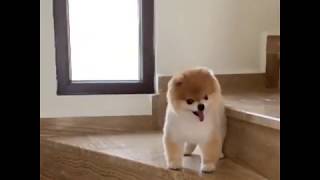 Let me teach you!⠀#pomeranian #9gag