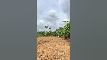 Bán Đất vườn nằm ngay đường lớn ,có thổ cư ở BR-VT kinh doanh buôn bán ok #shorts