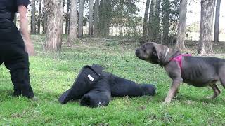 Serbian defense dog the pack gathers in October 2023! by KENNEL OF SERBIAN DEFENSE DOG 1,122 views 6 months ago 2 minutes, 52 seconds