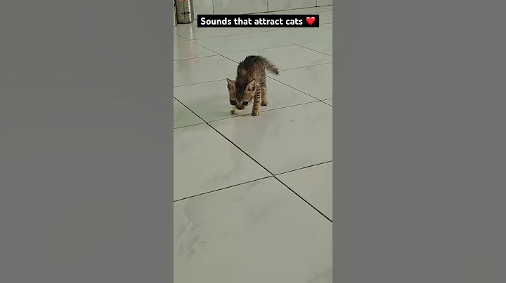 Watch the video about Sounds that attract cats ❤️🤌💕 Jaanu kitti ❤️ #cat #kitten #cute #funny #cats #catplay#catlady#love