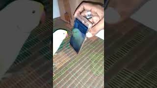Sweet parrot