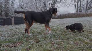 Grosser Schweizer Sennenhund / Grand Bouvier Suisse