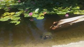 By the Pond